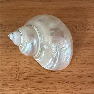 Polished Mother of Pearl Turbo Shell